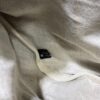 Gucci Pocket